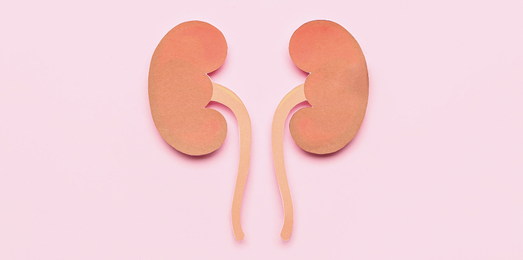 kidney